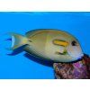 Acanthurus olivaceus