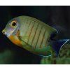 Acanthurus Tristis
