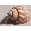 Babylonia spirata shell