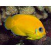 Centropyge flavissima I