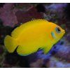 centropyge flavissima II