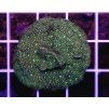 Pavona sp. GLITTER GREEN
