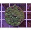 Pavona sp. GLITTER GREEN