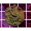 Pavona sp. GLITTER GREEN