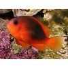 Amphiprion ephippium