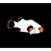 amphiprion ocellaris wyoming white1