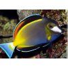 acanthurus japonicus 2