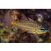 ostorhinchus cyanosoma3