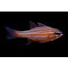 ostorhinchus cyanosoma2