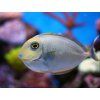 Naso vlamingii juv