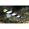 Stonogobiops xanthorhinica1