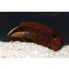 Belonepterygion fasciolatum