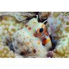 Blenniella chrysospilos 2