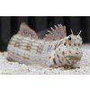 Blenniella chrysospilos 1