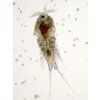 live copepods5