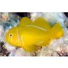 gobiodon citrinus
