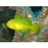 Gobiodon citrinus