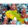 gobiodon citrinus2