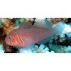 gobiodon rivulatus1