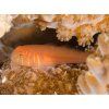 gobiodon rivulatus3