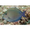 acanthurus nigrofuscus2