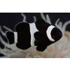 amphiprion ocellaris black3