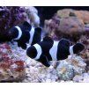 amphiprion ocellaris black4