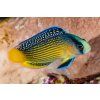 manonichthys splendens1