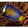 manonichthys splendens3