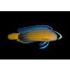 manonichthys splendens2