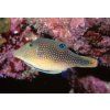 canthigaster margaritata2