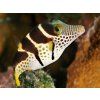 Canthigaster valentini 3