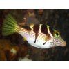 Canthigaster valentini 4