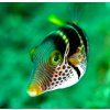 Canthigaster valentini 1