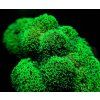 stylophora pistillata green fluo s