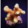 Stylophora sp. Yellow purple Aussie4