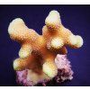 Stylophora sp. Yellow purple Aussie41