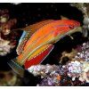Paracheilinus carperteri4