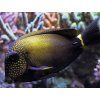 Acanthurus maculiceps7