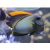 Acanthurus maculiceps8