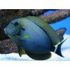 Acanthurus maculiceps4
