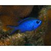 Chromis cyanea2