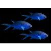Chromis cyanea3