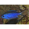 Chromis cyanea1