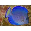 Acanthurus coeruleus