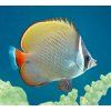 Chaetodon collare e frequente nell Indo Pacifico c Giuseppe Mazza