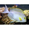 acanthurus xanthopterus1