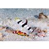 dracula goby1
