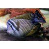 Zebrasoma desjardinii old