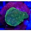 Leptoseris GREEN